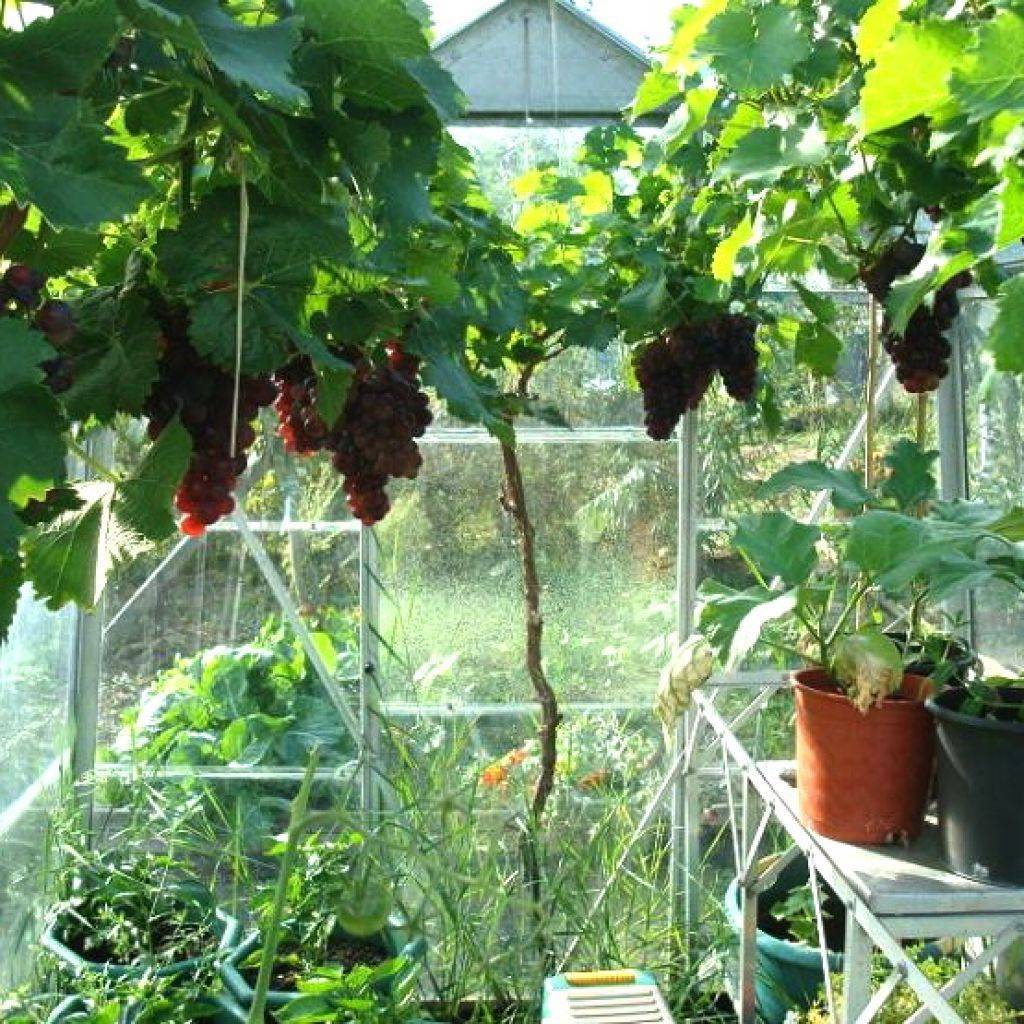 Как правильно выращивать виноград в подмосковье