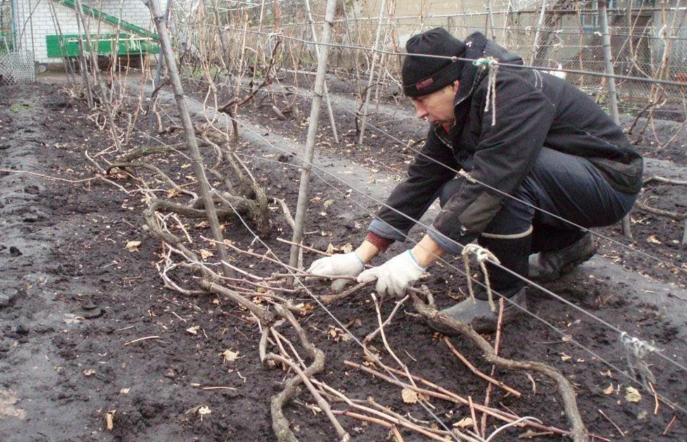 Как укрывать виноград на зиму: подготовка к укрытию, какой использовать укрывной материал