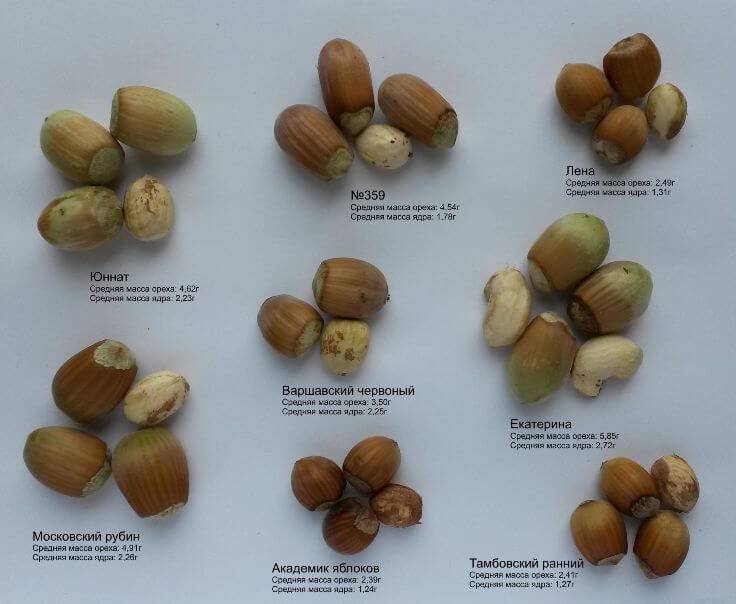 Выращивание грецкого ореха из орешка и последующий уход за деревцем
