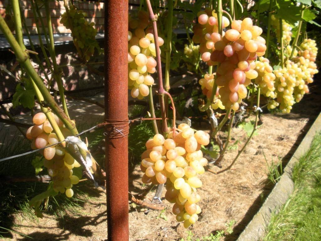 Виноград тасон: описание сорта, фото, характеристики и болезни selo.guru — интернет портал о сельском хозяйстве