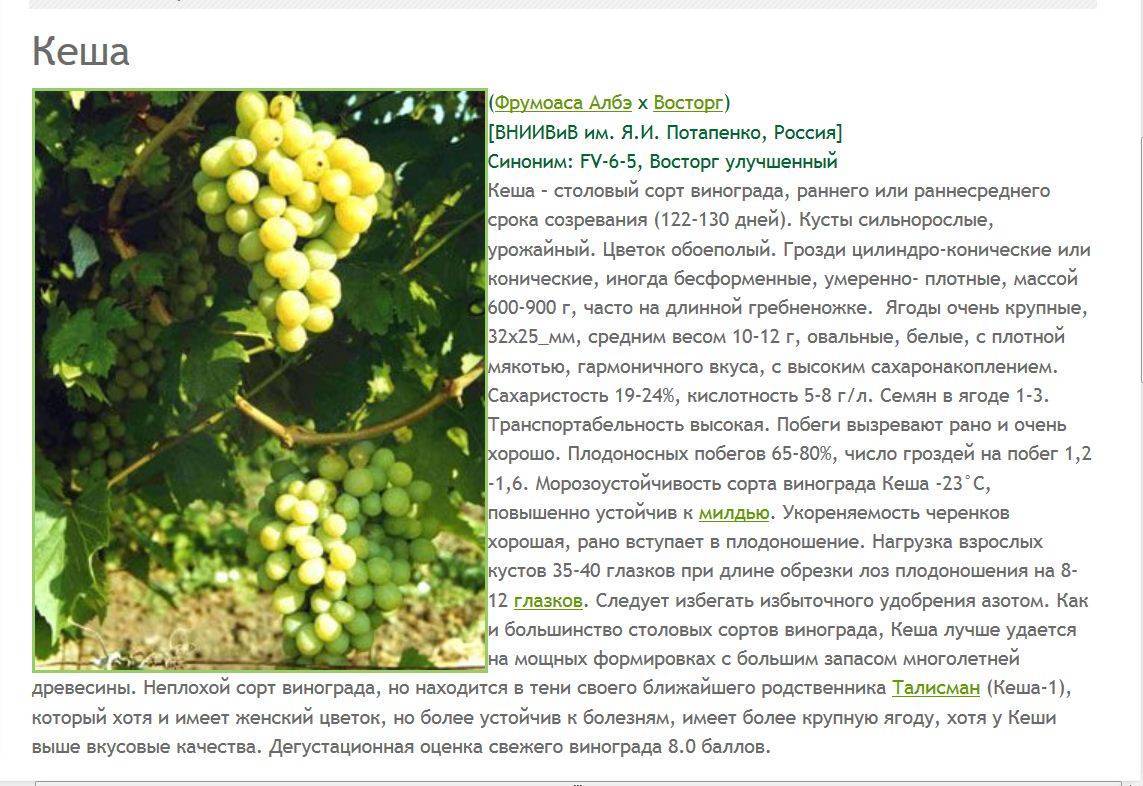 Виноград долгожданный описание сорта с фото