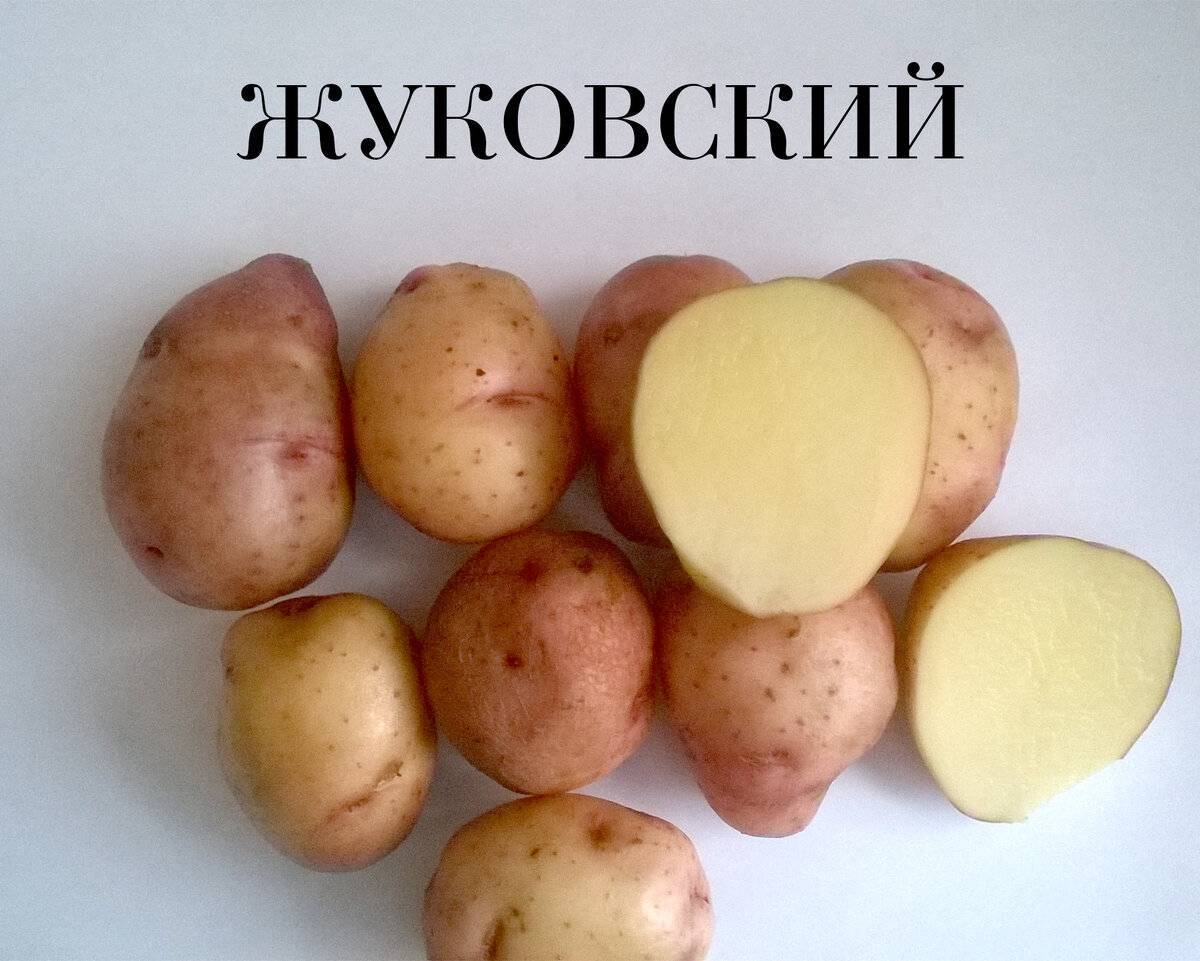 Картофель жуковский ранний: описание и характеристика сорта, особенности выращивания, хранение, фото, отзывы