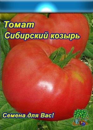 Томат сибирский козырь: характеристика и описание сорта, отзывы об урожайности помидоров, фото семян
