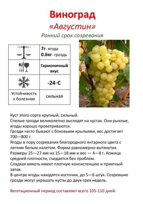 Характеристики сорта винограда виктор