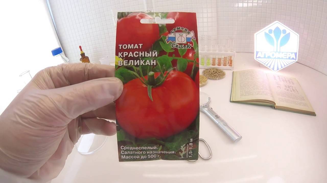 Отзыв: семена томата биотехника "шунтукский великан" - ну очень крупный!