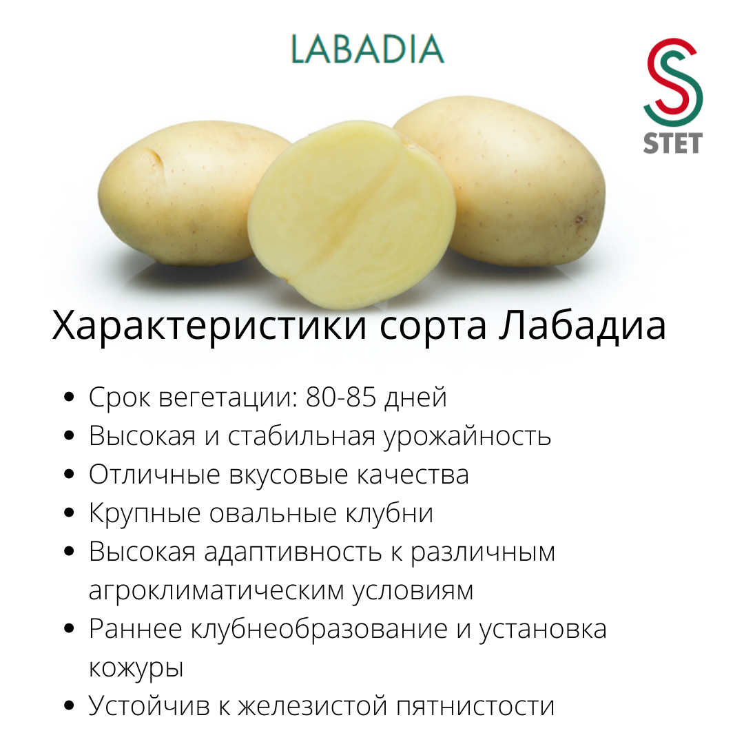 ᐉ сорт картофеля «сказка» – описание и фото - roza-zanoza.ru