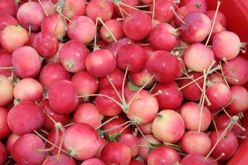 Яблоки ранетки: фото, описание сорта, уход