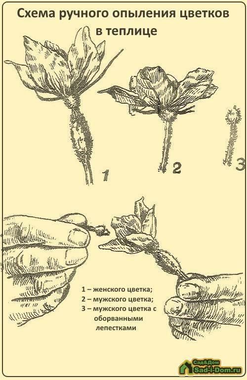 Как опылять огурцы в домашних условиях - особенности женского и мужского типа цветения, проблемы пустоцвета