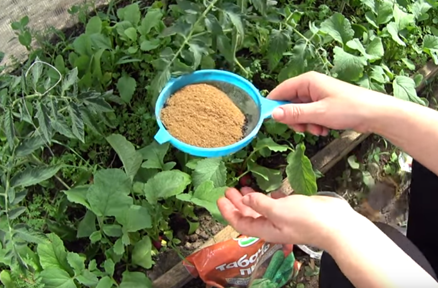 Табачная пыль применение в садоводстве от вредителей (инструкция)