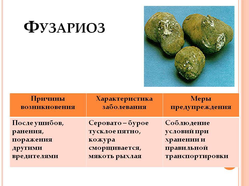 Фузариозное увядание картофеля | справочник пестициды.ru