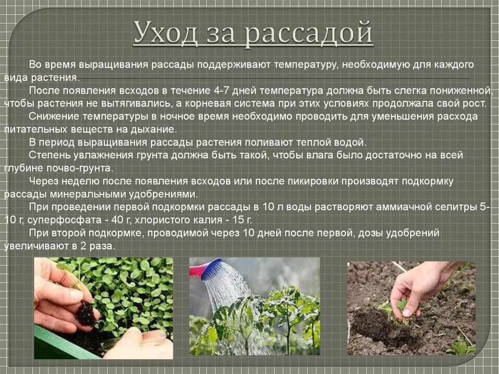 Посадка и выращивание помидоров по методу и.м. маслова