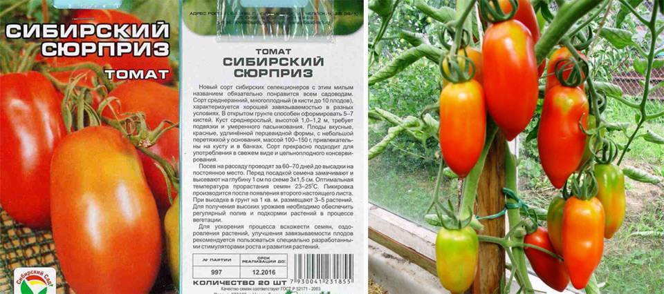 Детерминантные сорта томатов для открытого грунта - особенности, посадка и уход