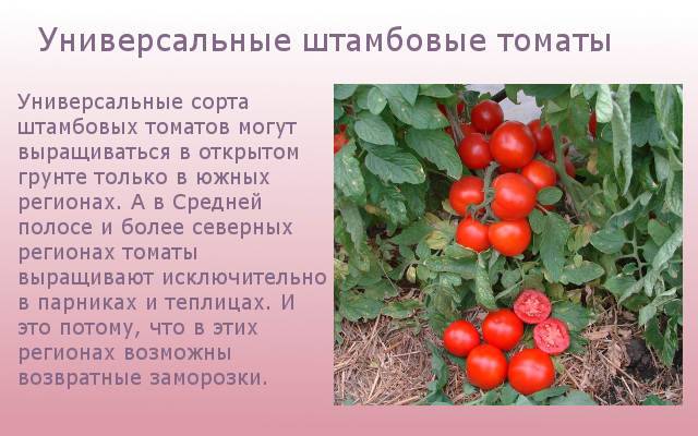 Топ-30 лучших сортов штамбовых томатов