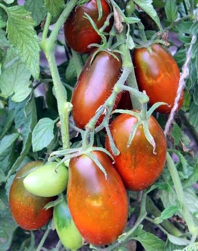 ᐉ томаты "сосулька черная, оранжевая и желтая": описание сортов и плодов - orensad198.ru