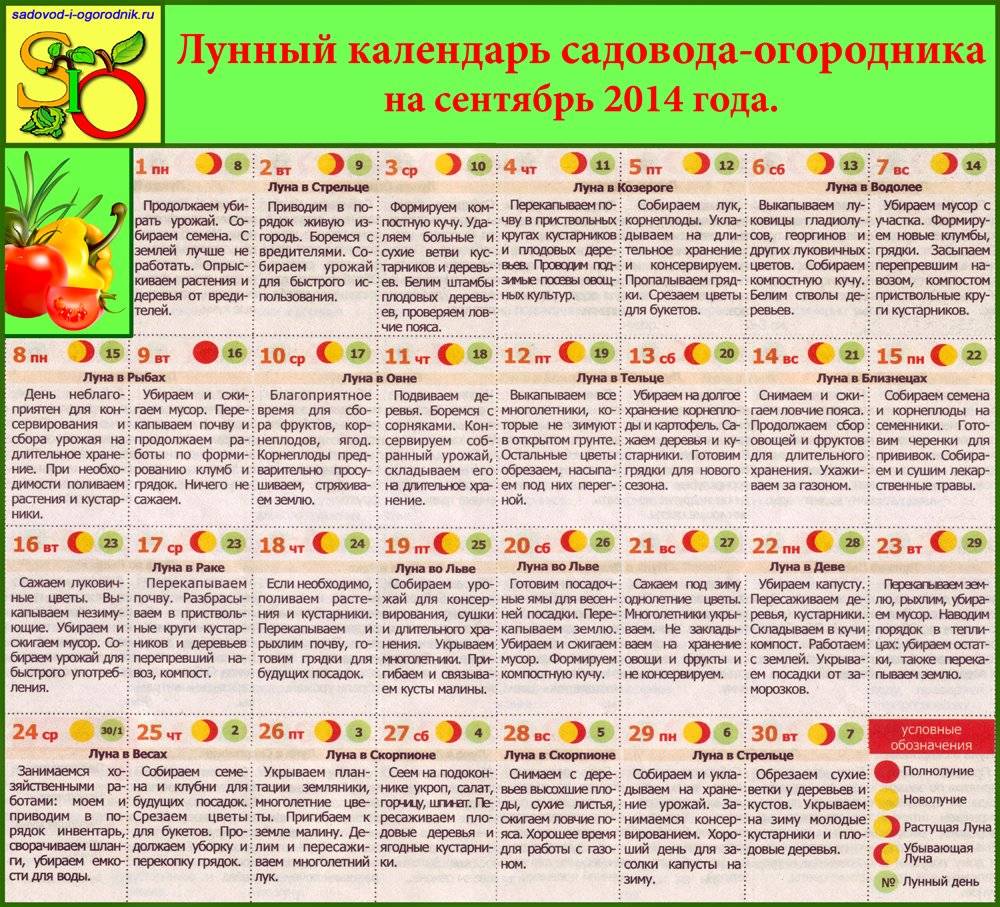 Когда убирать морковь с грядки на хранение в 2022 году по лунному календарю: самые благоприятные дни чтоб выкапывать морковь в подмосковье и московской области, на урале и в сибири, ленинградской области