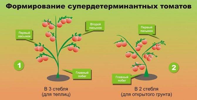 Как формировать куст помидора в один и два стебля