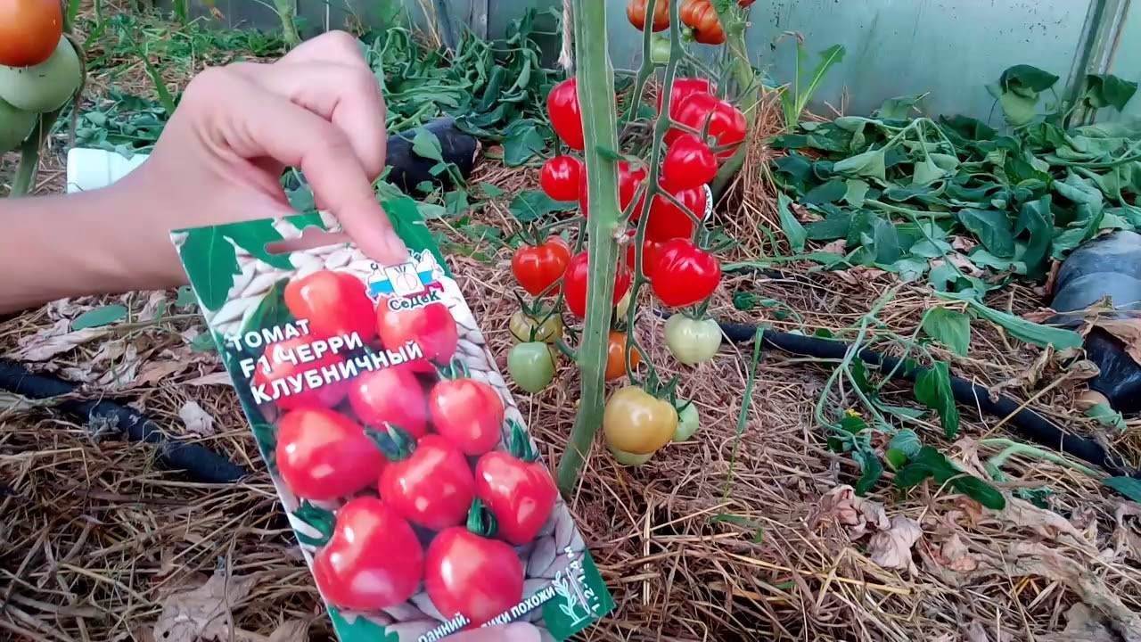 Лучшие сорта томатов черри - фото, названия и описания (каталог)