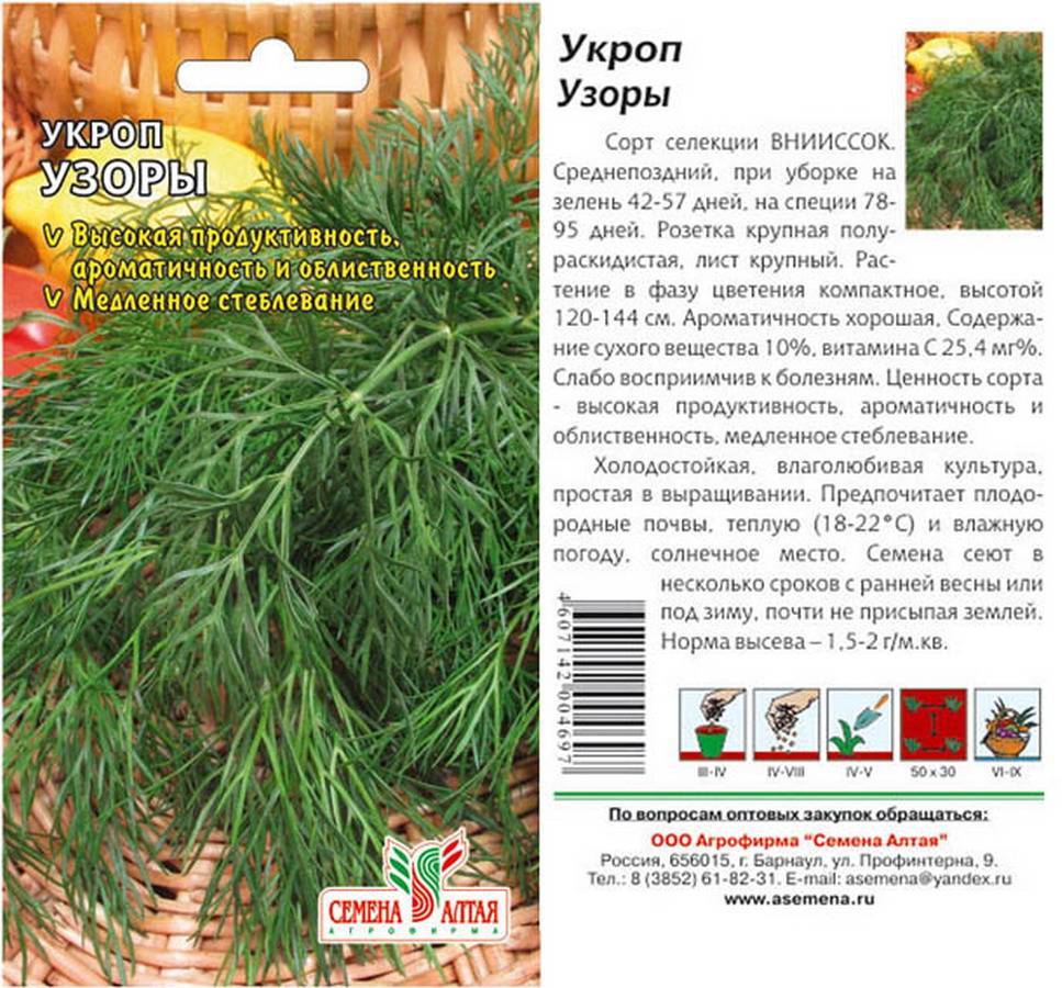 Укроп кибрай: описание сорта, выращивание, уход и урожайность с фото