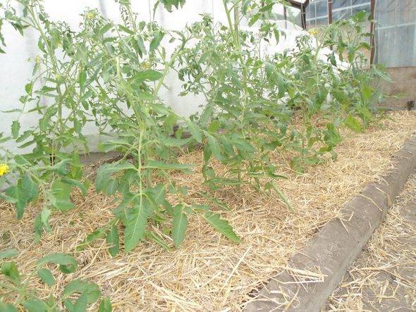 Мульчирование томатов в теплице и открытом грунте: как и чем правильно