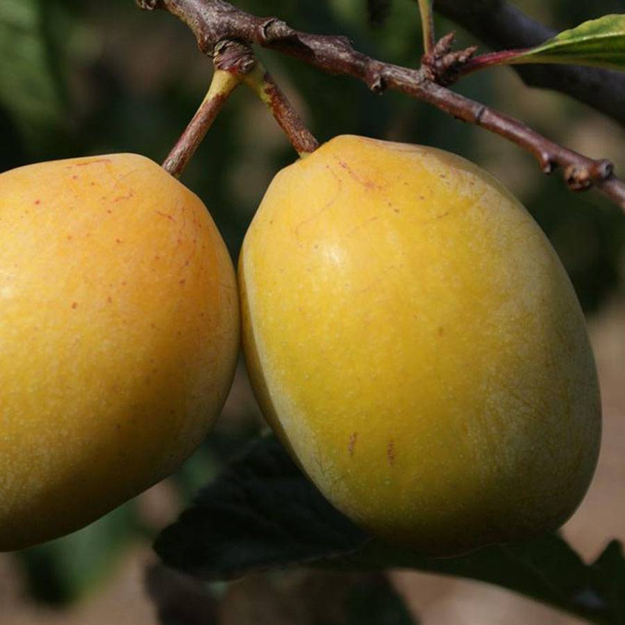 Слива желтая: лучшие сорта крупноплодные и урожайные