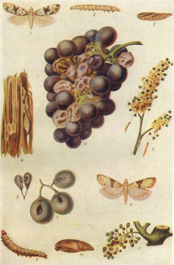 Вредители винограда ? : фото, борьба с ними, гроздевая листовертка винограда, как избавиться, трипсы, белые мошки, филлоксера, белокрылка, как лечить | qlumba.com