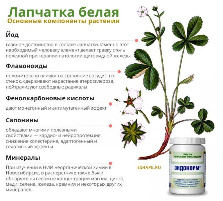 Курильский чай (лапчатка): лечебные свойства, особенности лекарственной  травы