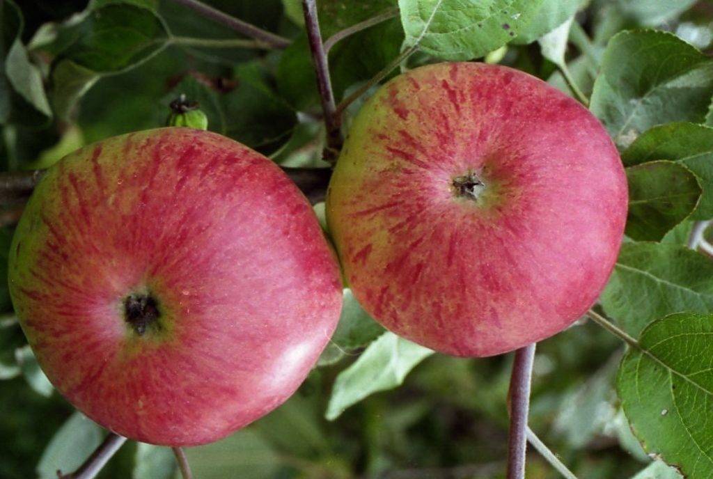 Яблоня болотовское: описание сорта, фото, отзывы
