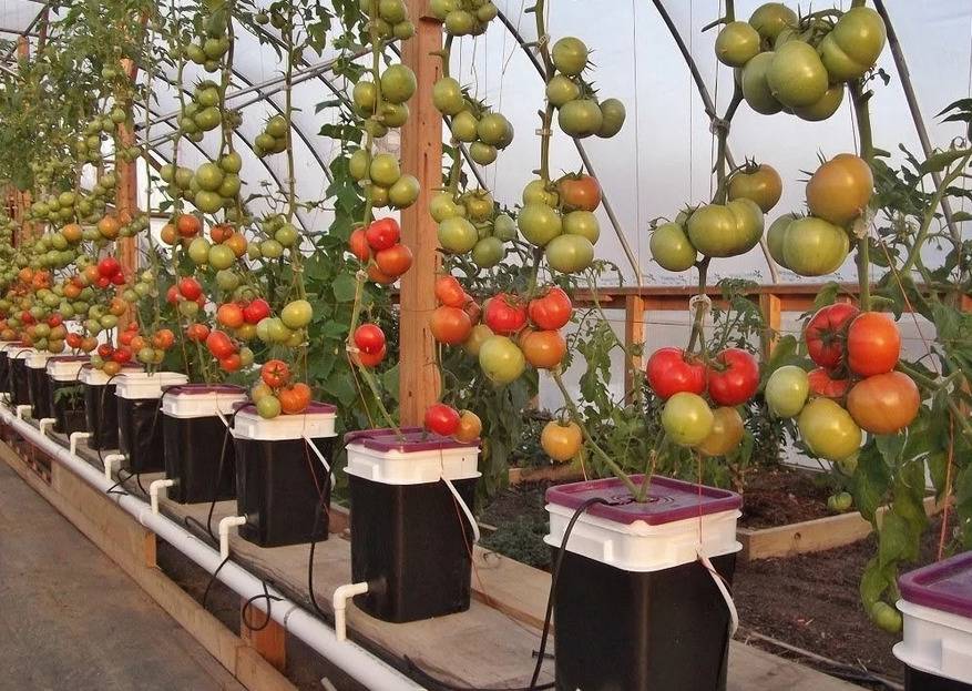 Выращивание томатов по голландской технологии: сорта, теплица, особенности технологии и ухода (+отзывы)