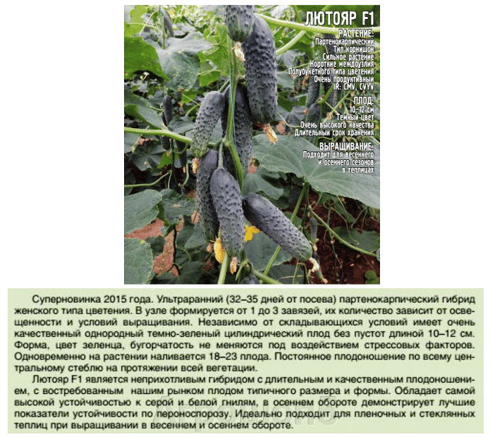 Огурцы лютояр f1: описание сорта и технология выращивания, отзывы и фотографии, посадка и выращивание