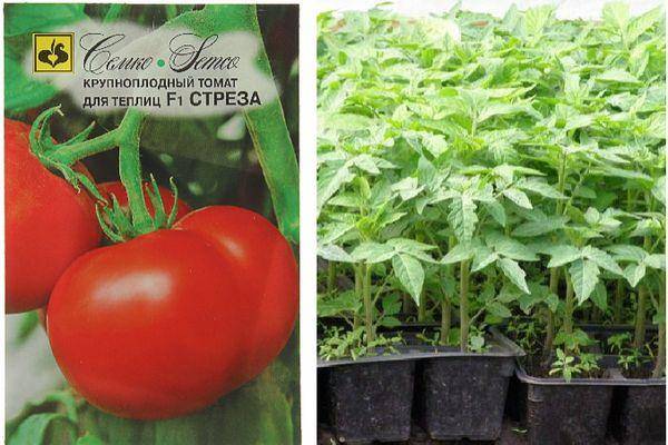 Томат стреза: описание сорта помидоров, отзывы об их выращивании, фото кустов и полученного урожая
