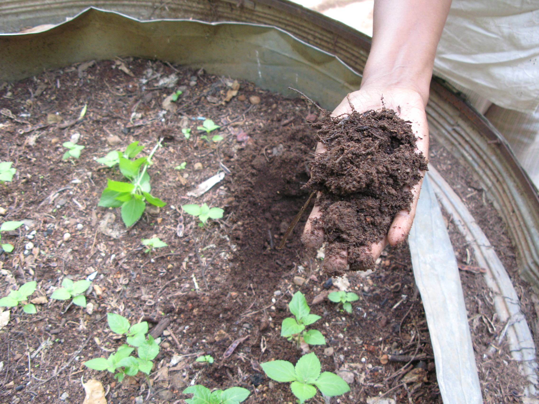 Почва для огурцов в теплице - какая нужна температура и состав, подготовка почвы перед посадкой