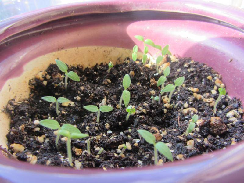 Как вырастить чернику из семян в домашних условиях. основные правила посадки и ухода