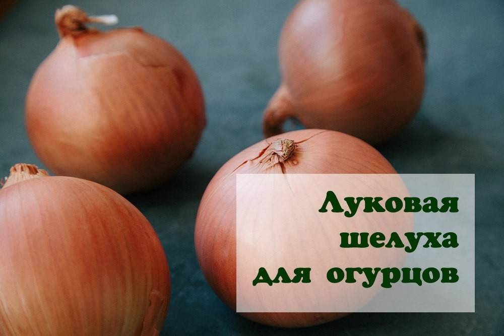 Подкормка огурцов луковой шелухой. Луковая шелуха для огурцов. Луковая шелуха для огорода. Луковая шелуха удобрение для огурцов. Настой луковой шелухи для огорода.