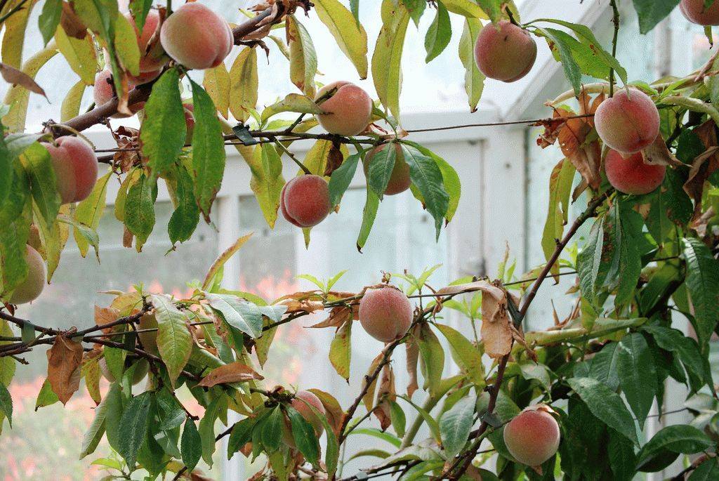 Персик для подмосковья лучшие сорта - сад