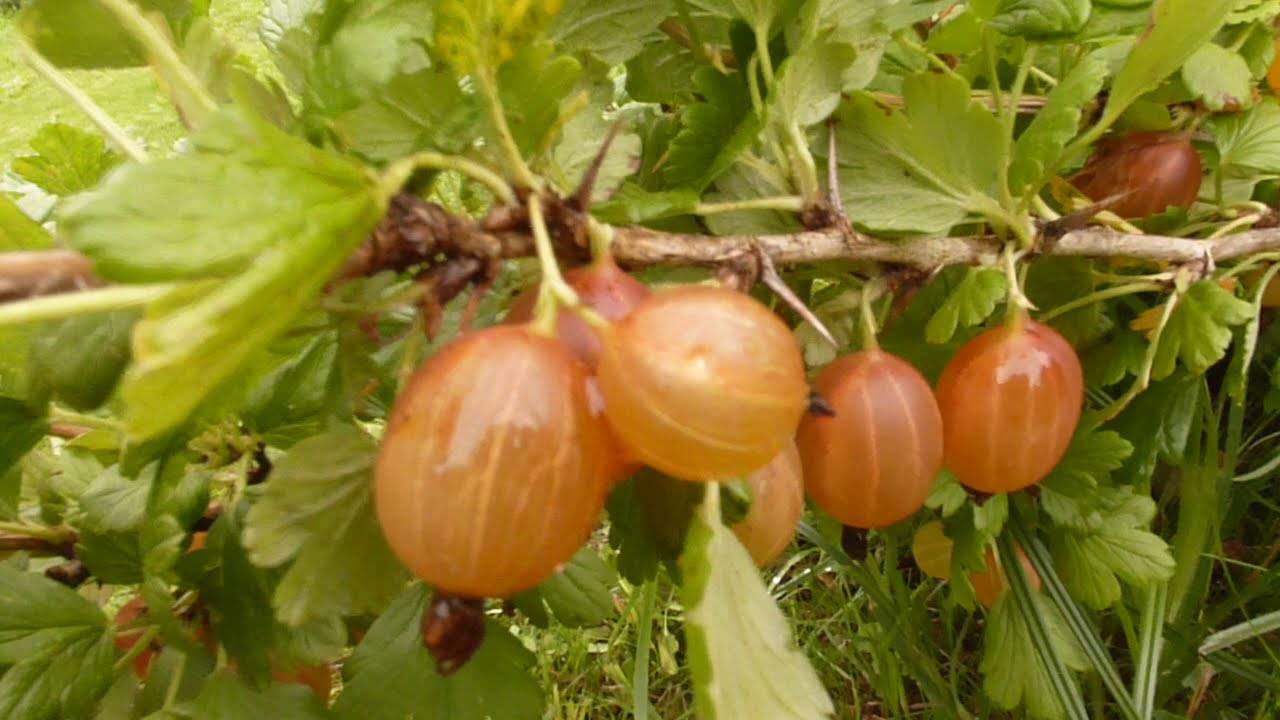 Сорта крыжовника без шипов для подмосковья: разновидности ягод в московской области