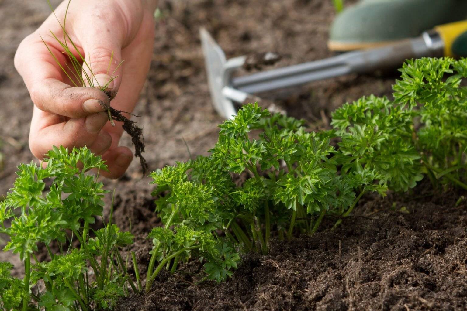 Когда лучше сажать петрушку семенами в открытый грунт, выращивание и уход