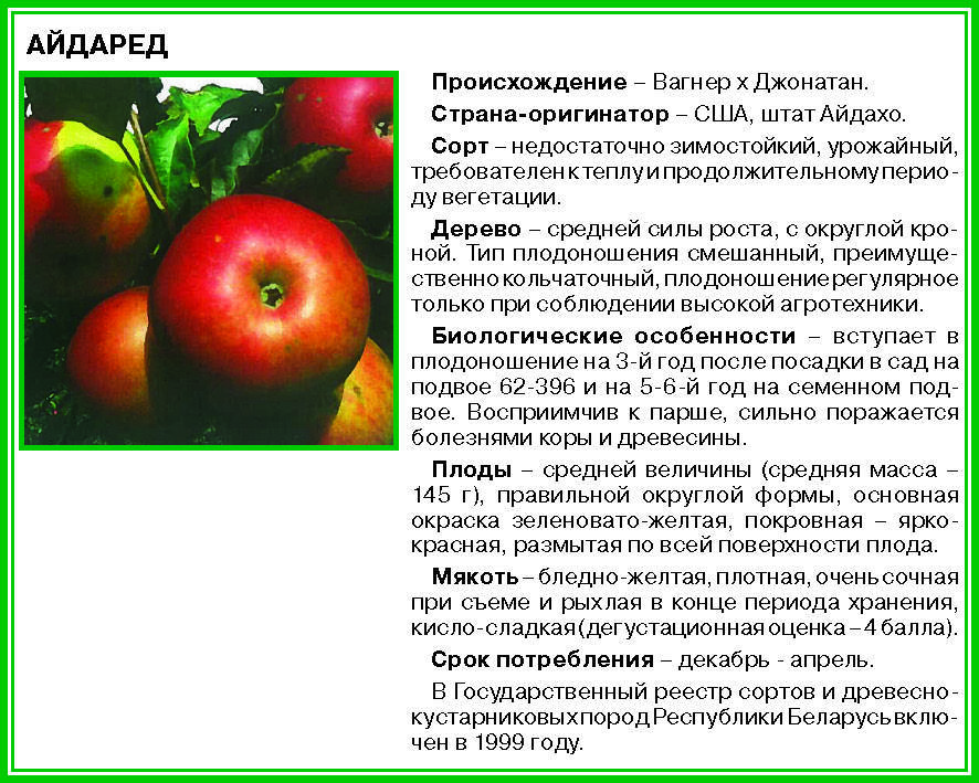Описание сорта яблони айдаред: фото яблок, важные характеристики, урожайность с дерева