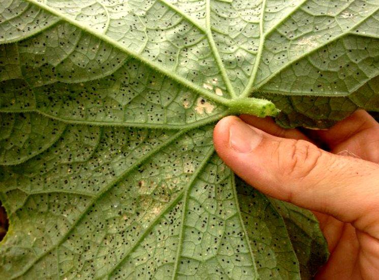 Почему желтеют листья у огурцов: причины и методы лечения