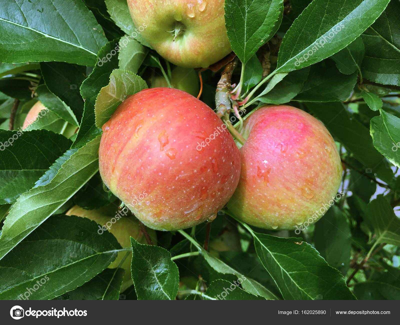 Яблоня фуджи: характеристики и описание сорта, особенности посадки и ухода за деревом, фото