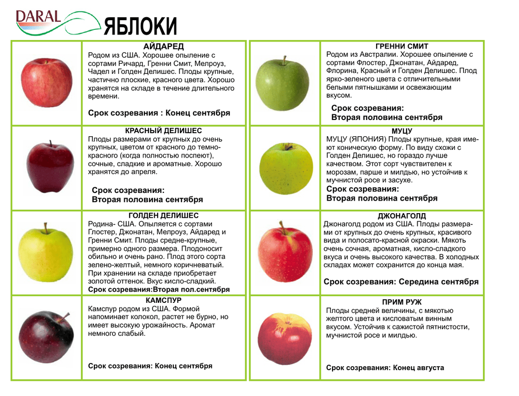 Яблоня ред делишес: описание сорта, характеристика плодов, схема и сроки посадки, особенности ухода, сроки сбора и условия хранения урожая