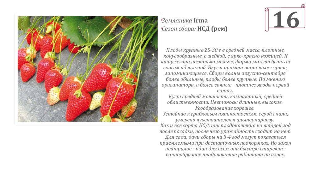 Клубника роксана: описание сорта, фото, отзывы садоводов