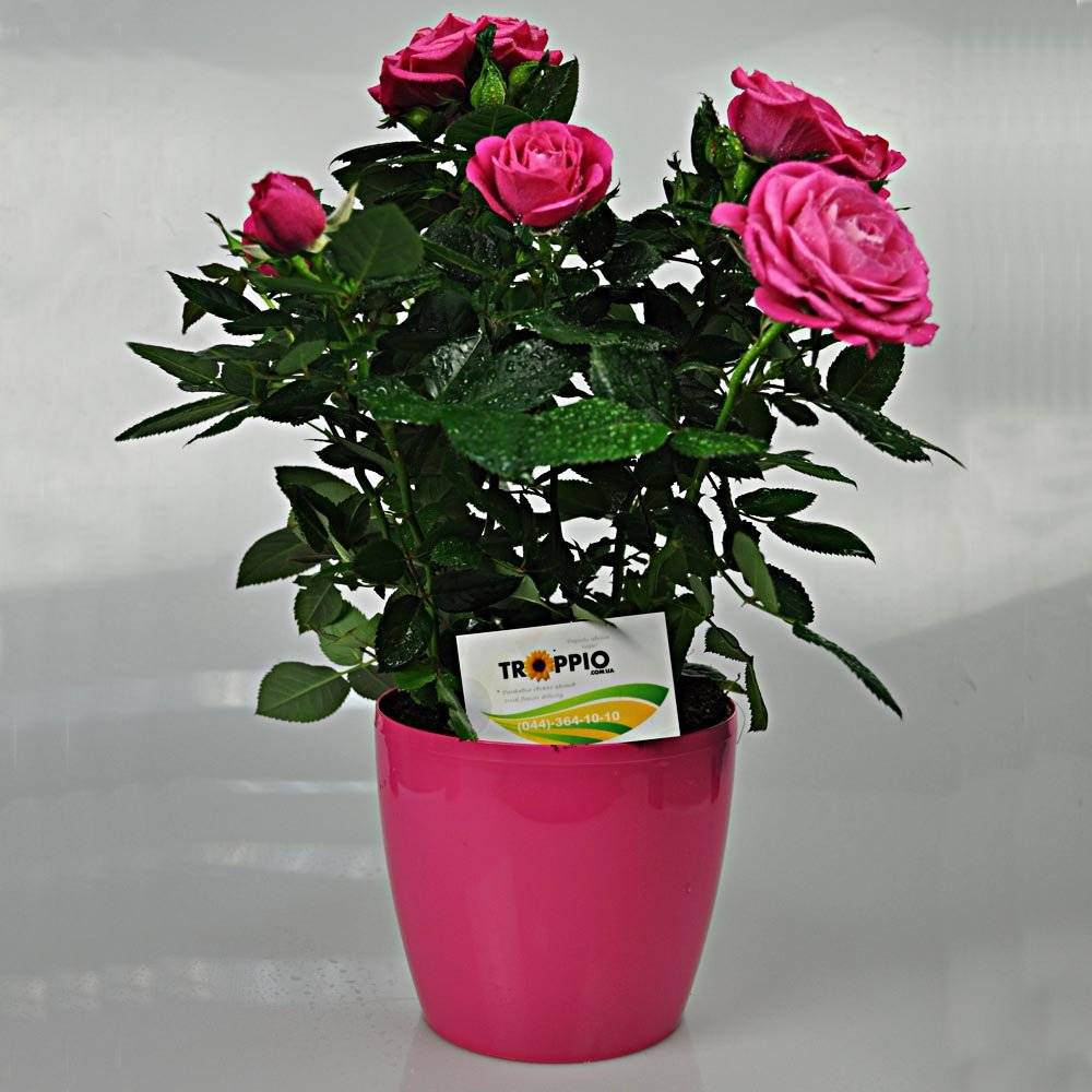 Комнатная роза: уход и выращивание в домашних условиях, сорта и болезни | клуб цветоводов