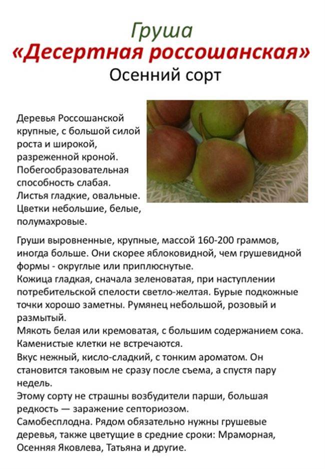 Груша москвичка: описание сорта, отзывы, фото, посадка и уход, выращивание плодового дерева, урожайность, морозоустойчивость, обрезка
