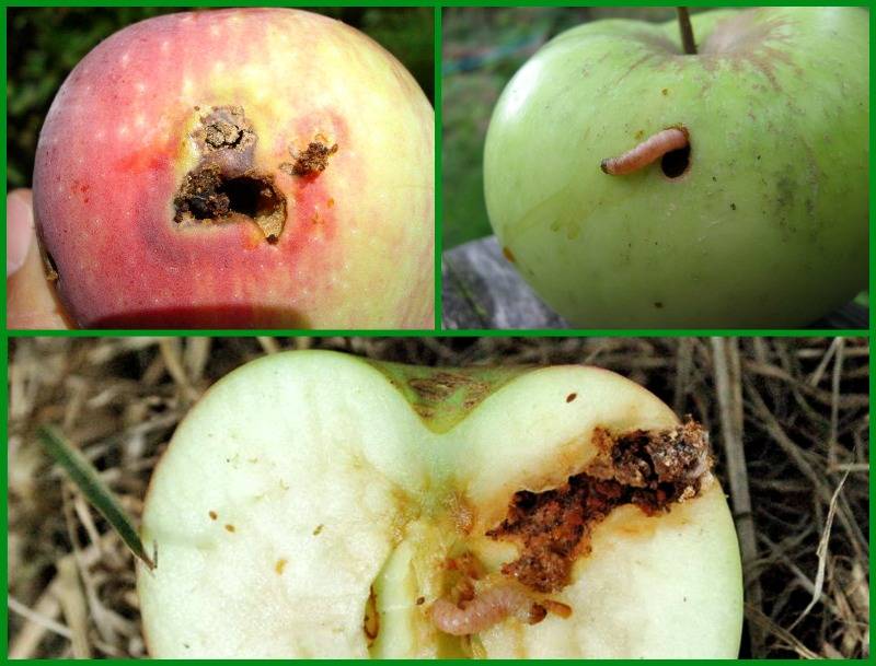 Почему яблоки гниют прямо на дереве и что делать