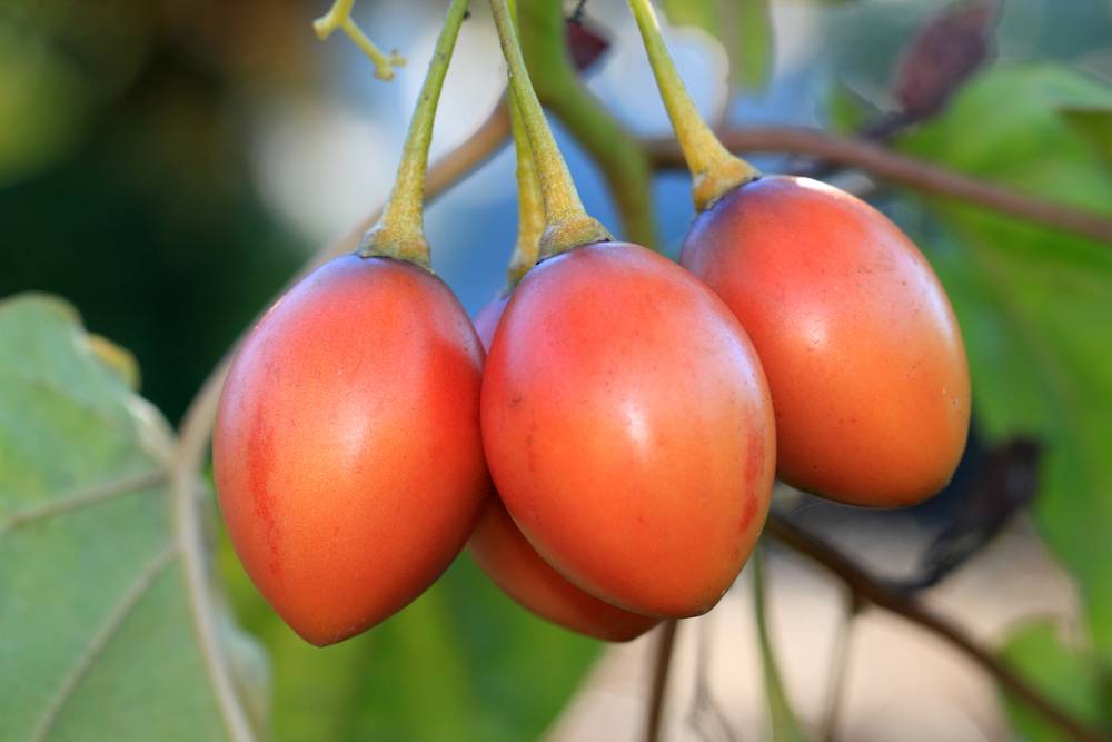 Цифомандра — выращиваем томатное дерево в комнате. уход в домашних условиях. фото