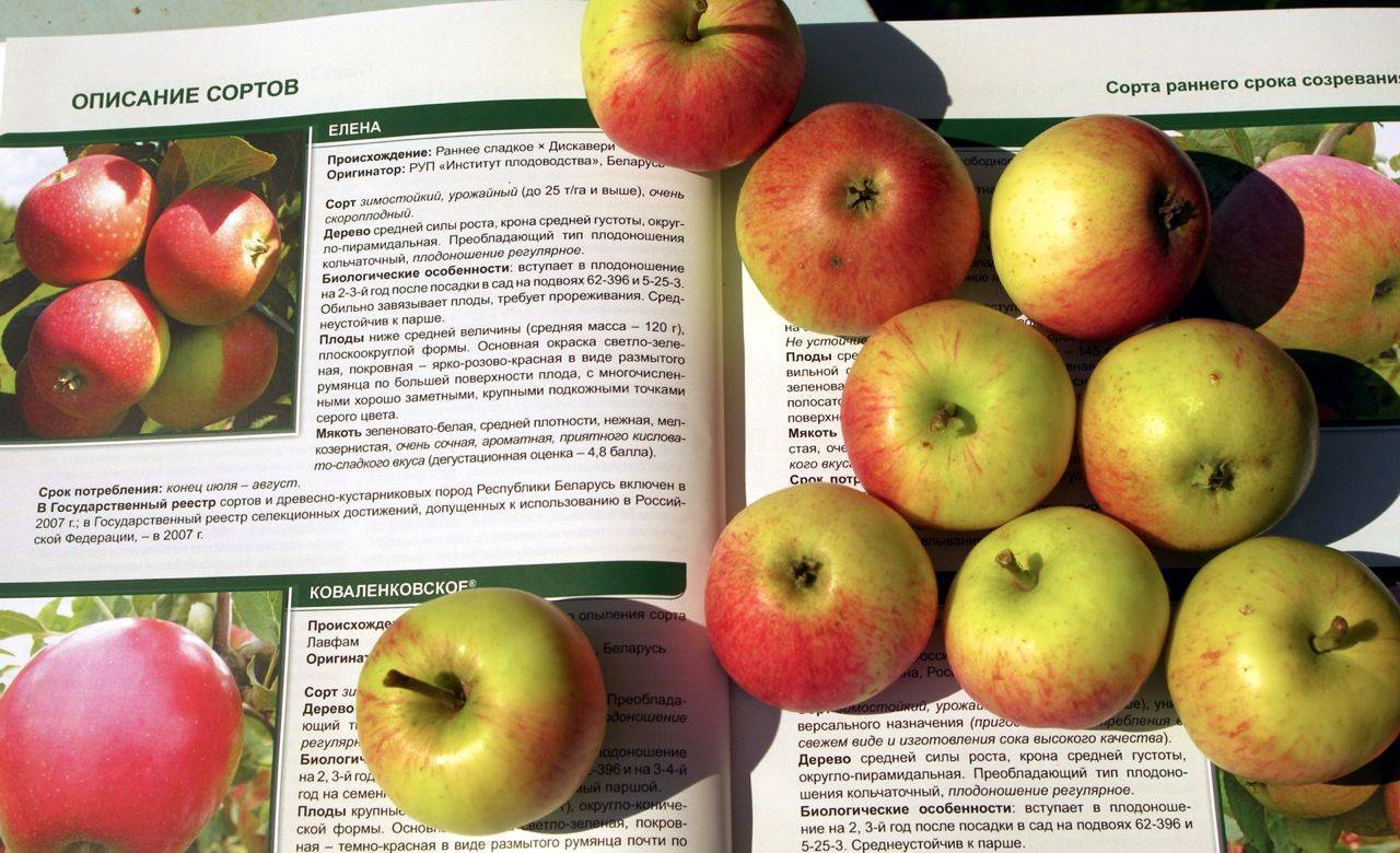 Яблоки чемпион – когда созревает сорт, описание яблони