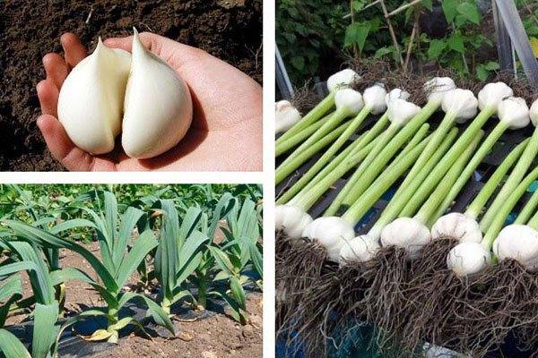Рокамболь лук-чеснок: описание, выращивание, посадка и уход
