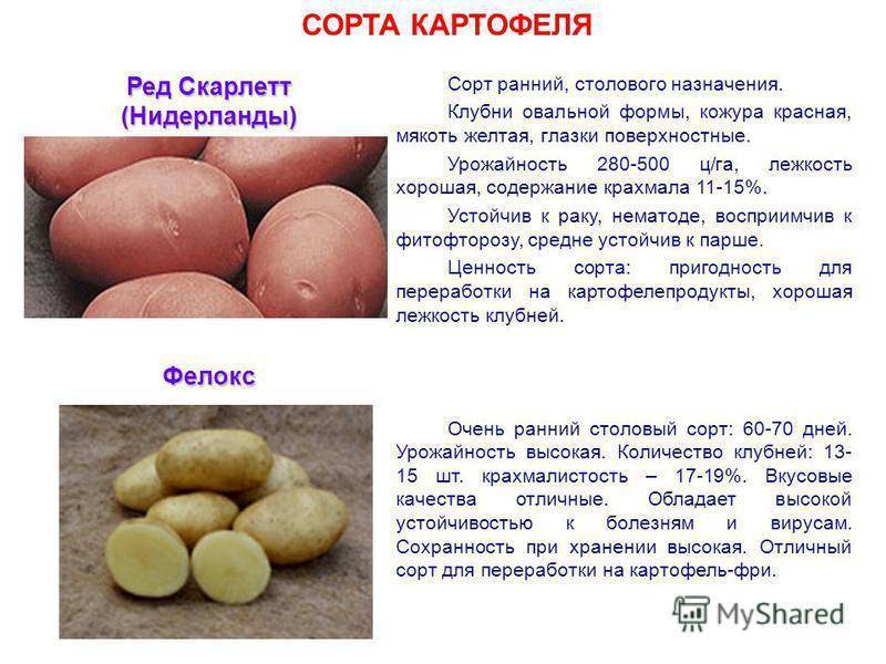 Картофель сорта каменский: колорадским жукам не по зубам!