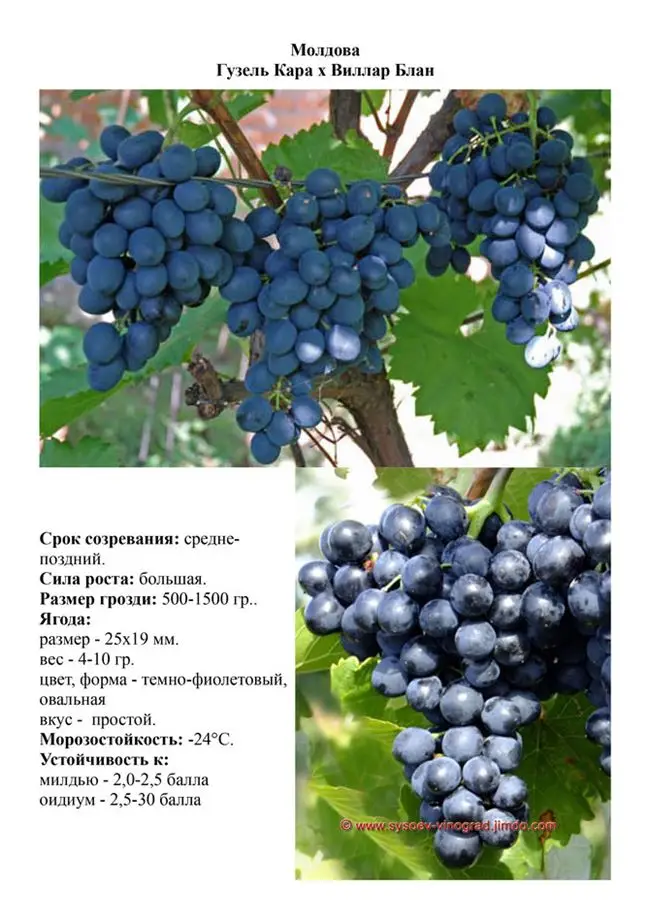 Все о сорте винограда молдова – описание, свойства, способы размножения, посадка и методы борьбы с болезнями и вредителями.