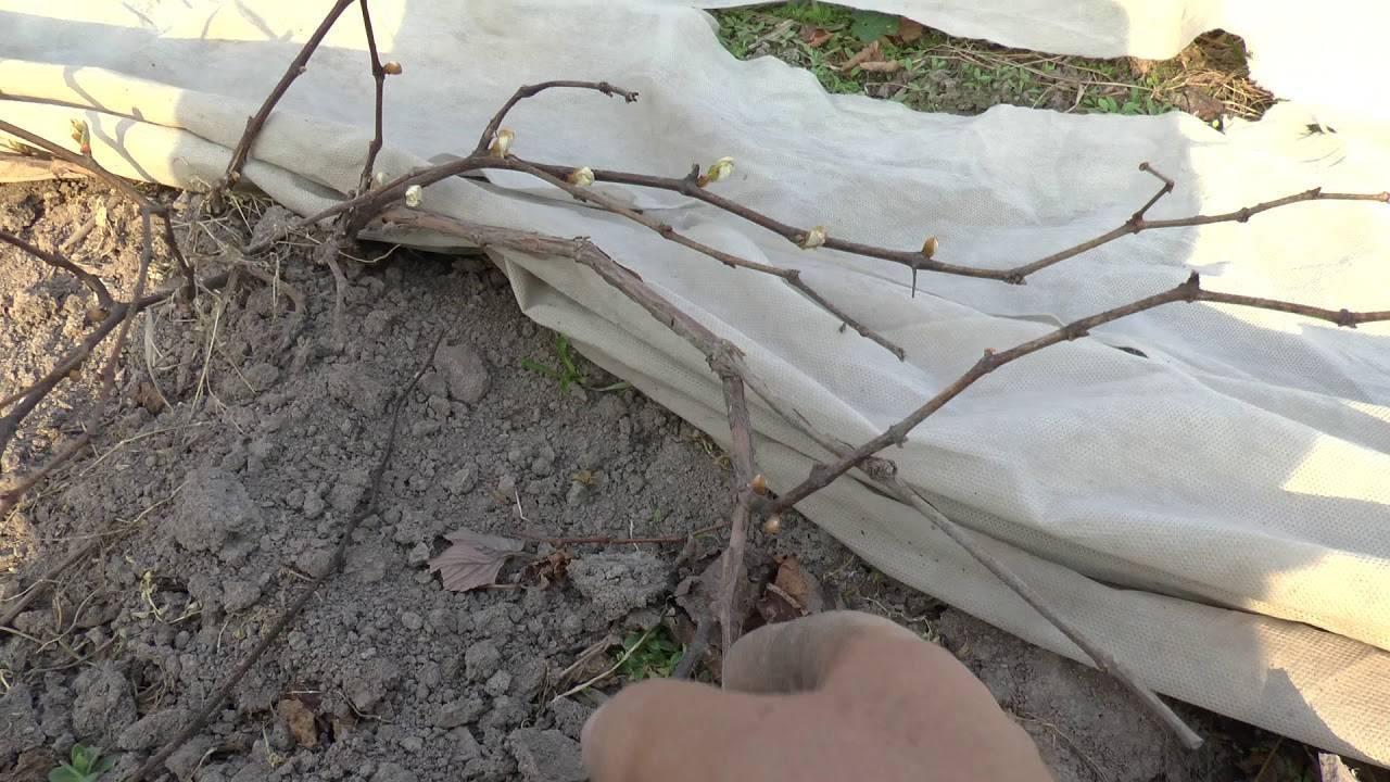Укрытие винограда на зиму, простые и доступные методы